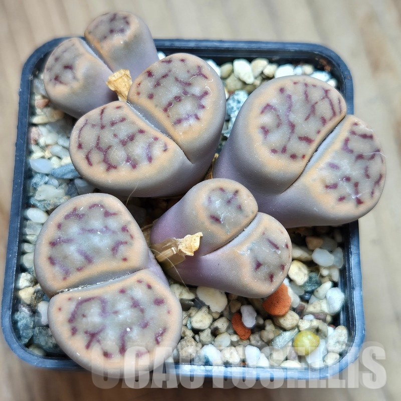LOT283 50 SEEDS/50 СЕМЕНА  Lithops schwantesii v.kuibisensis  2026