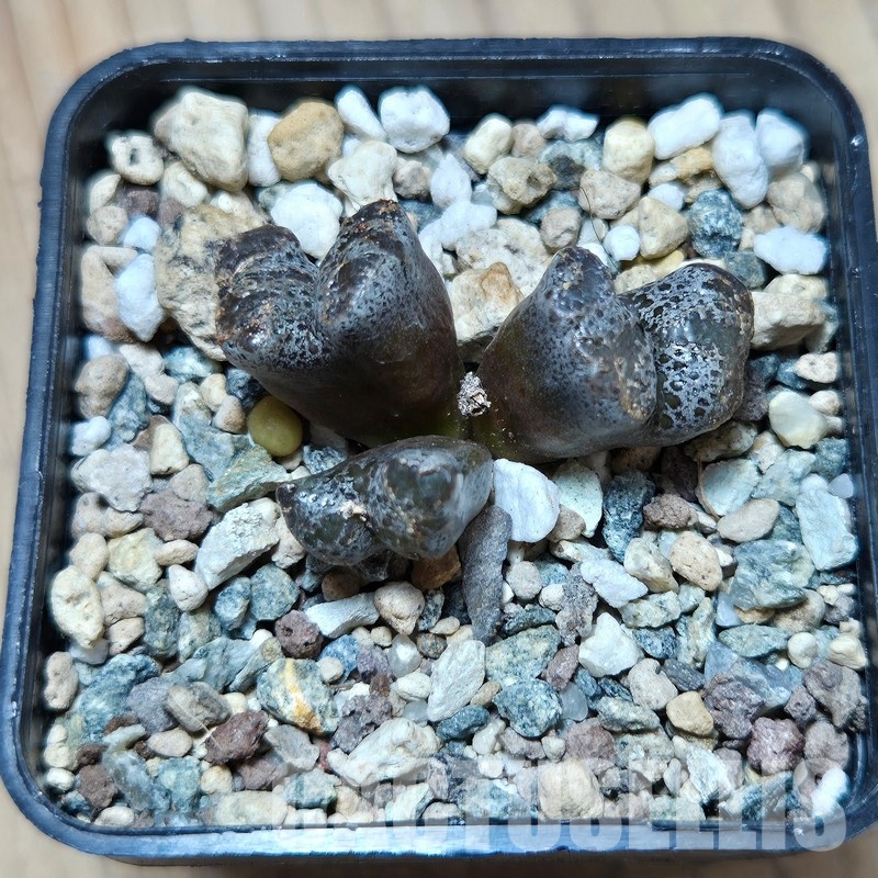 VVG35197 Conophytum pellucidum
