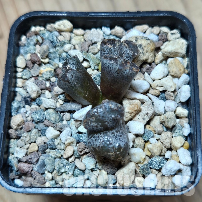 VVG35197 Conophytum pellucidum - Image 2