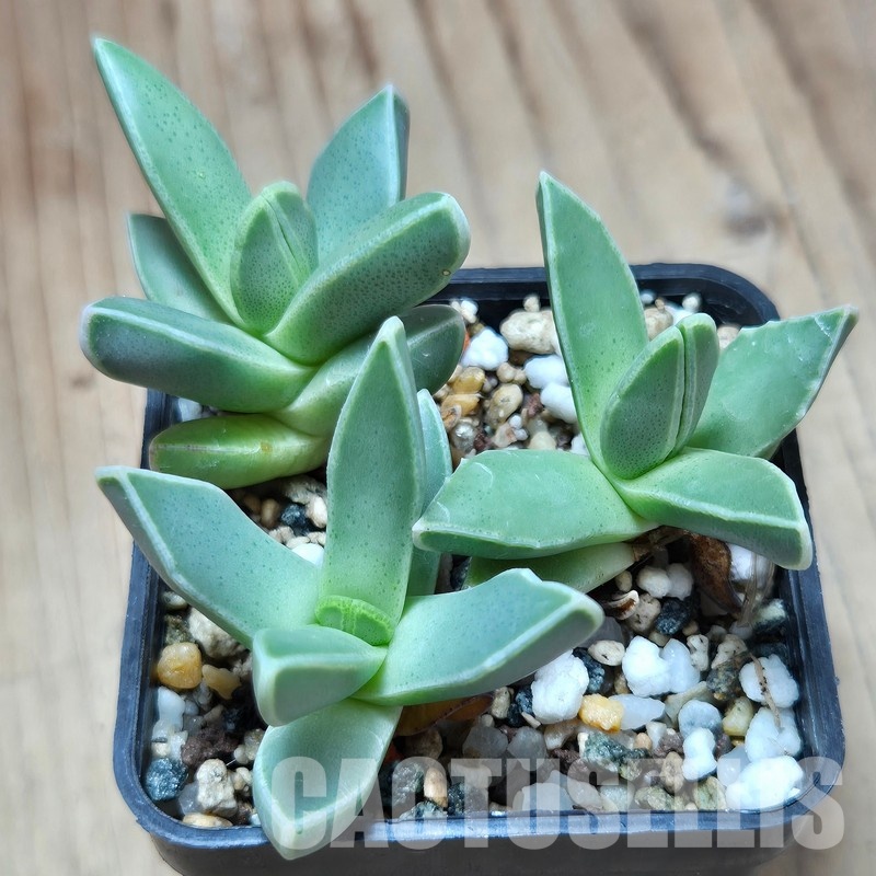 VVG35198 Faucaria bosscheana 3 plants seedling