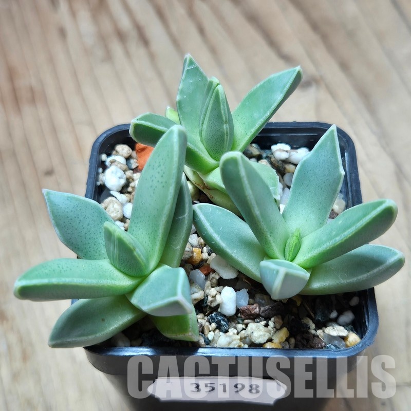 VVG35198 Faucaria bosscheana 3 plants seedling - Image 2