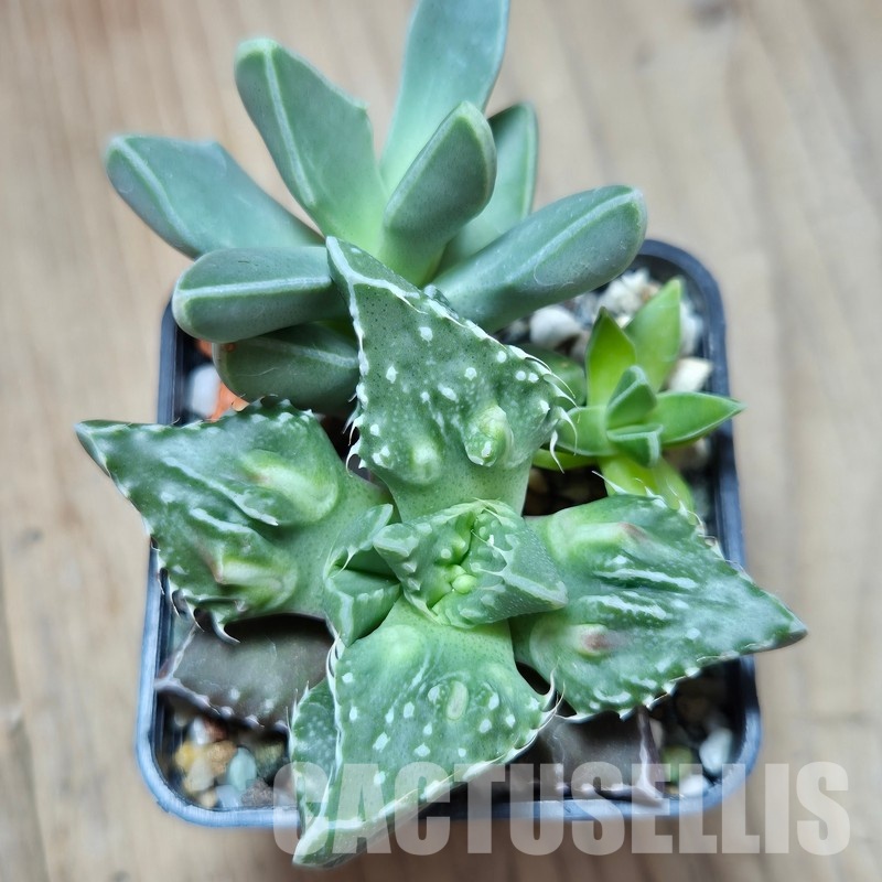 VVG35199 Faucaria mix 3 plants seedling