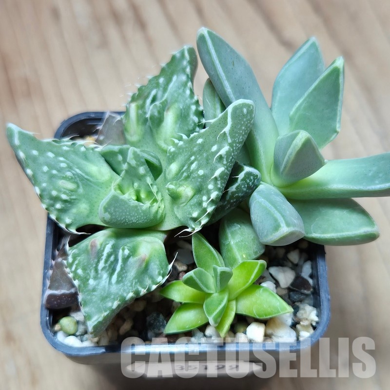 VVG35199 Faucaria mix 3 plants seedling - Image 2