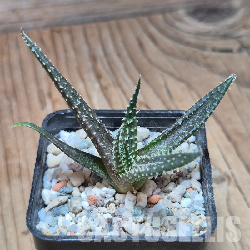 VVG35207  Aloe florenceae seedling