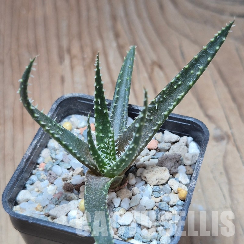 VVG35208  Aloe florenceae seedling