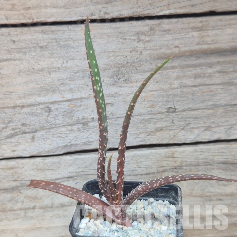 VVG35210 Aloe catengiana -Angola- seedling - Image 2