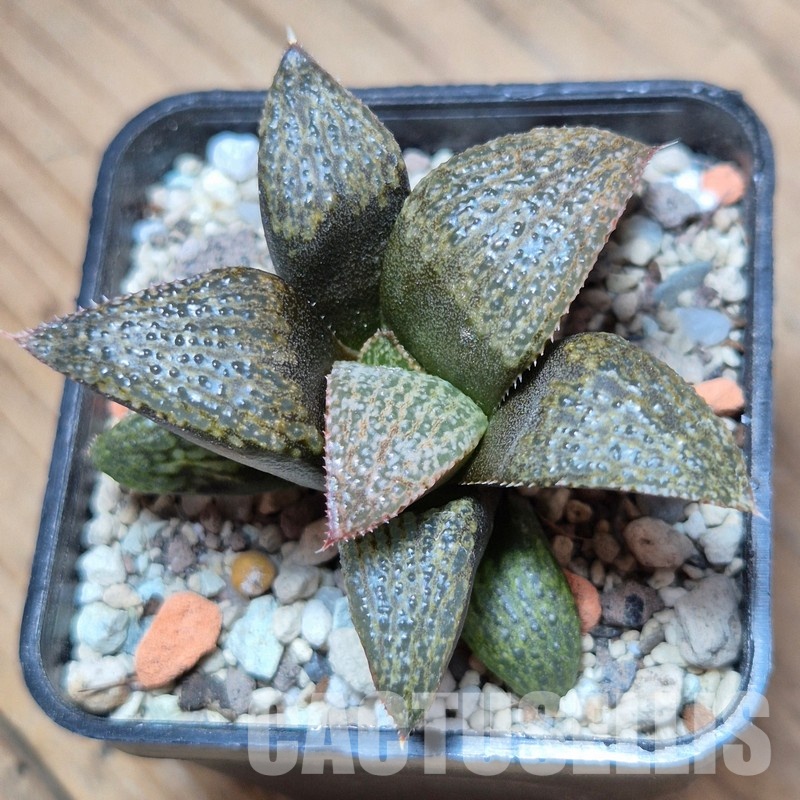 VVG35212 Haworthia magnifica v.splendens -Dekriet Road- seedling - Image 2