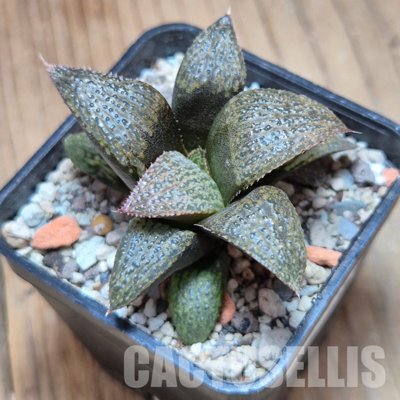 VVG35212 Haworthia magnifica v.splendens -Dekriet Road- seedling