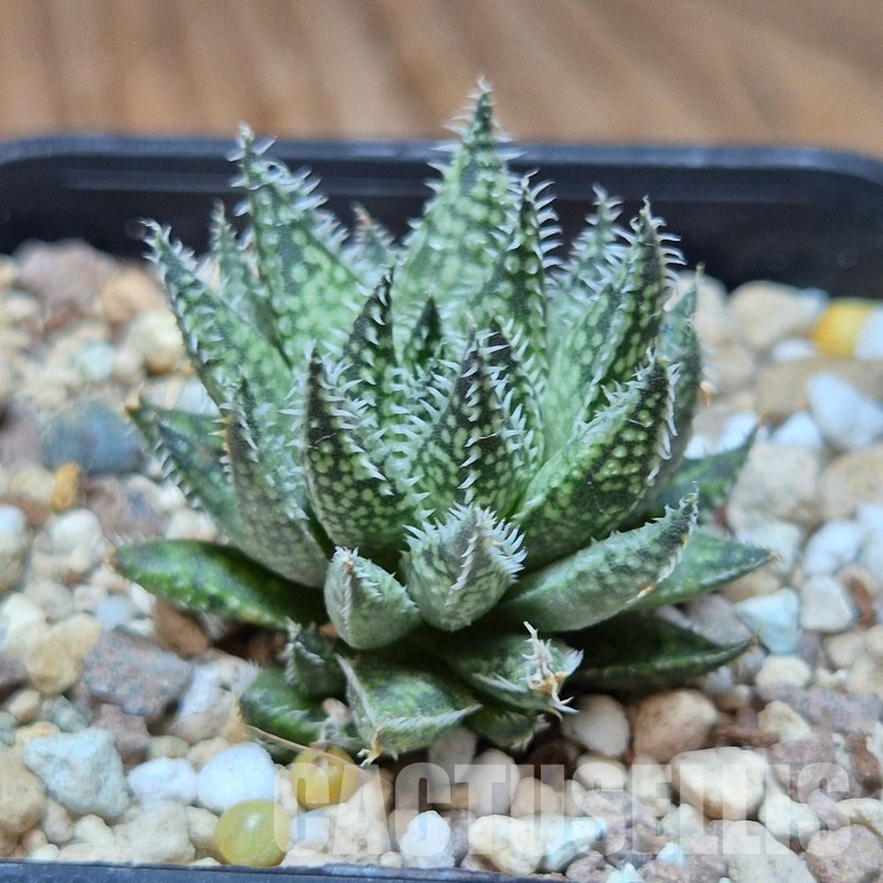 VVG35213 Haworthia herbacea -25 km NW Villersdorp- seedling