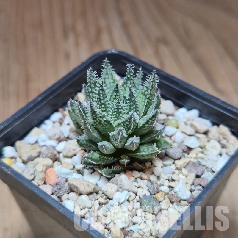 VVG35213 Haworthia herbacea -25 km NW Villersdorp- seedling - Image 2