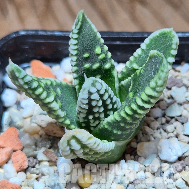 VVG35214 Haworthia pumila 'Emperor' seedling