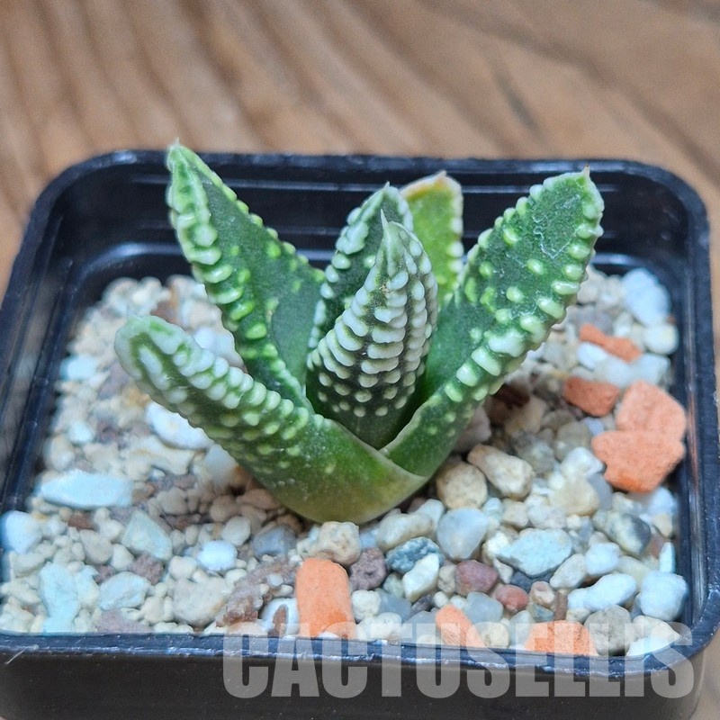 VVG35214 Haworthia pumila 'Emperor' seedling - Image 2