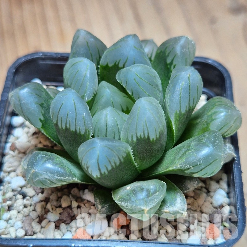 VVG35216 Haworthia obtusa 'Purple Dodson' cutting - Image 2