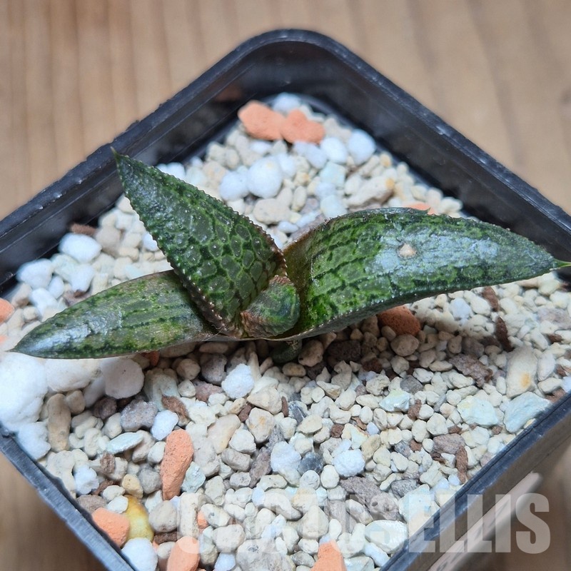 VVG35217 Haworthia koelmaniorum x tesselata F2 cutting