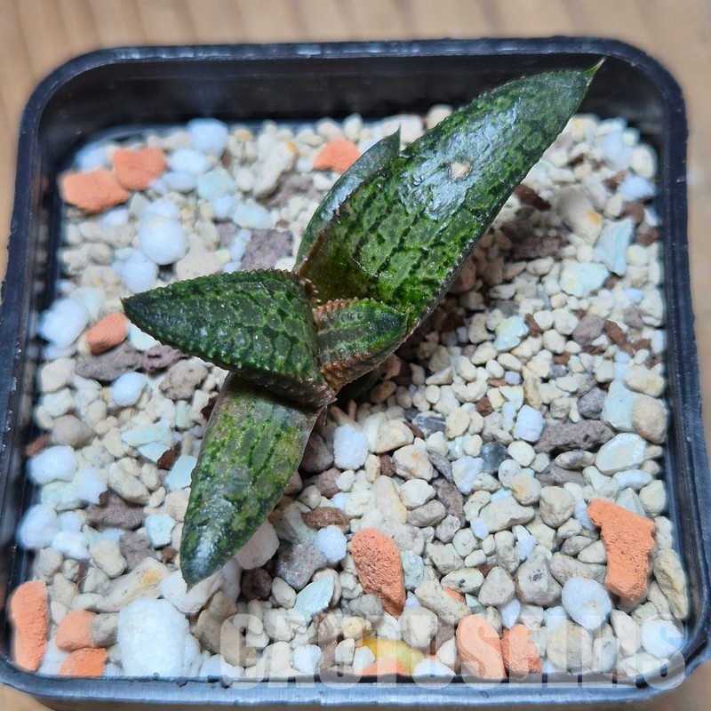 VVG35217 Haworthia koelmaniorum x tesselata F2 cutting - Image 3