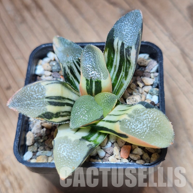 VVG35218 Haworthia bayeri f. variegata - Image 2