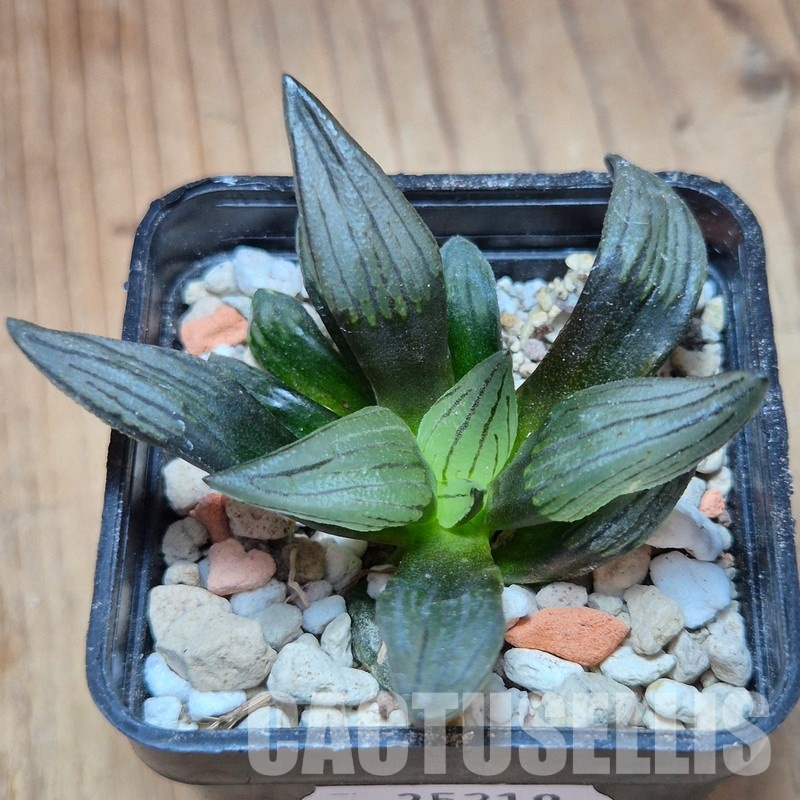 VVG35219 Haworthia atrofusca 'Watermelon' - Image 2