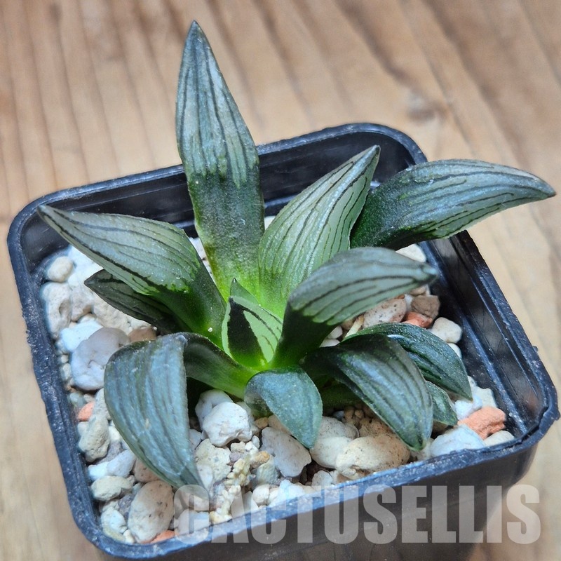 VVG35219 Haworthia atrofusca 'Watermelon'