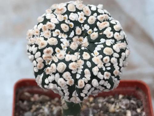 Astrophytum asterias cv. Super Kabuto x Hanazono.