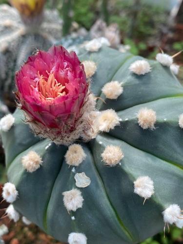 Astrophytum asterias with pink flowers, clone 5.