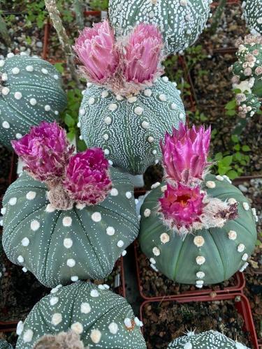 Astrophytum asterias group with pink flowers.