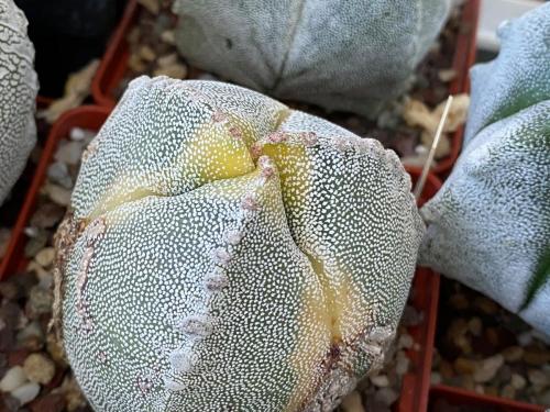Astrophytum myriostygma cv. onzuka variegated form.