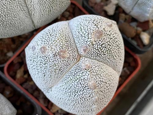Astrophytum myriostygma cv. onzuka.