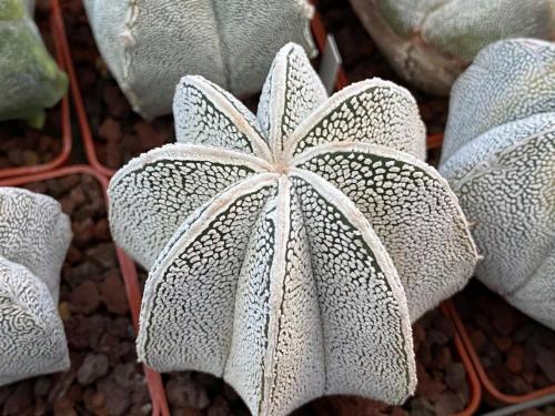 Astrophytum myriostygma cv. onzuka hybrid.