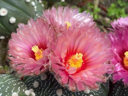 Astrophytum asterias with pink flowers, clone 1.