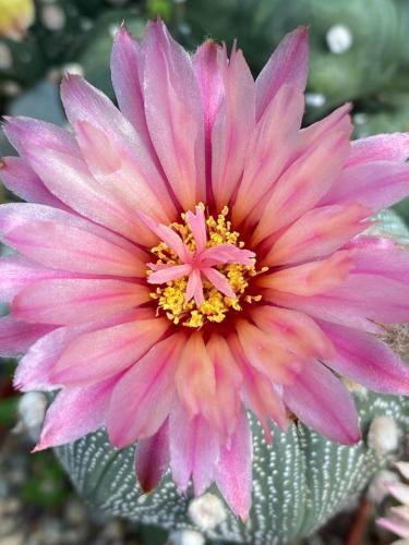 Astrophytum asterias with pink flowers.