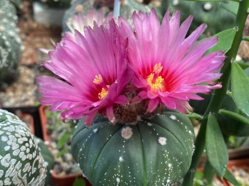 Astrophytum asterias with pink flowers, clone 3.