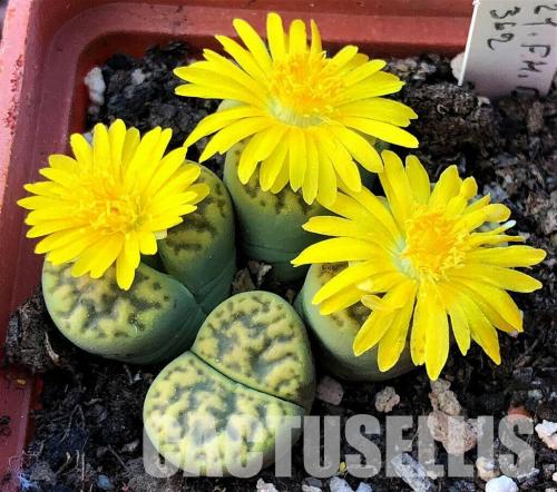 Lithops collection